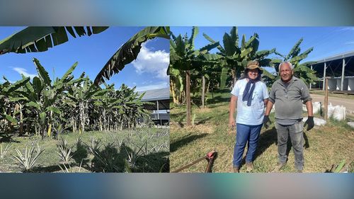 Expofeira 2025 vai mostrar como usar a tecnologia para melhorar o cultivo de frutas no Amapá 