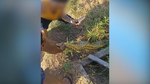 Imensa: Sucuri tenta se esconder, mas é capturada por moradores de Macapá