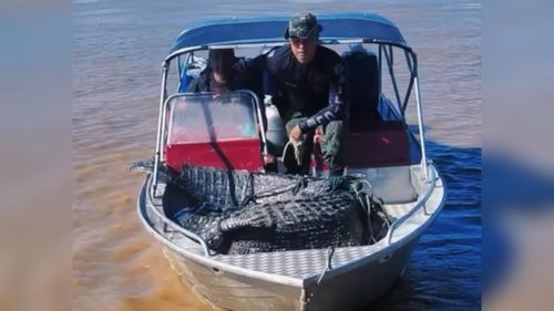 Todos protegidos: Jacaré de 3,5 metros é resgatado no AP e ganha novo lar na natureza
