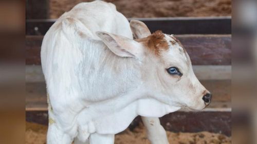 Fofura da Expofeira: Bezerrinha vira mascote oficial e público pode escolher nome