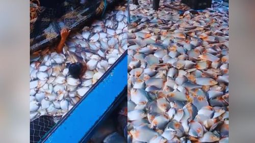 Fenômeno?: Fartura de peixes faz alegria de pescadores em rio da Amazônia