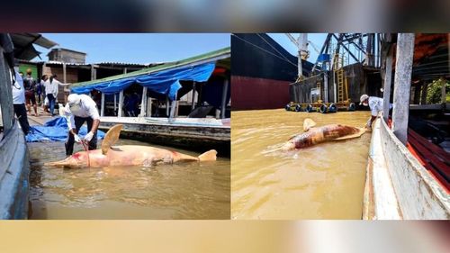 Santana: boto-rosa é encontrado sem vida; pesquisadores investigam causa