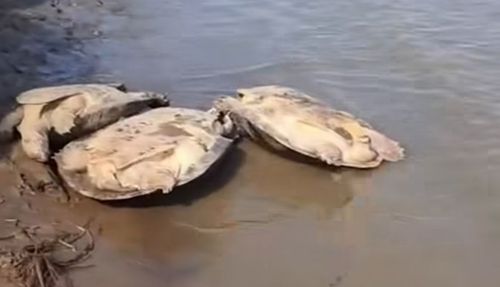 Resgate inesperado: Tartarugas viradas são resgatadas por pescadores