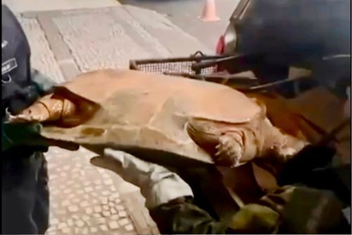 Missão Cumprida!: Tartaruga ‘gigante’ é resgatada no quinta de casal e levada para museu, no AP