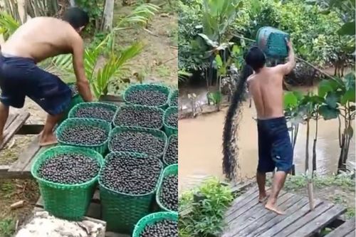 'Roxinho' no Rio?: Vídeo viral de açaí desperdiçado teria sido encenação
