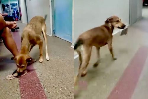 Crime Perfeito?: Caramelo surrupia sandália em posto de saúde e sai correndo
