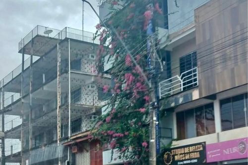 O Verde Resiste: Em meio ao concreto, prédio com fachada cheia de plantas vira destaque em Macapá