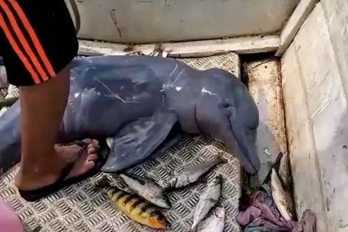 Tchau, Parceirão!: Pescadores devolvem boto para a natureza - ‘Vai com Deus!’