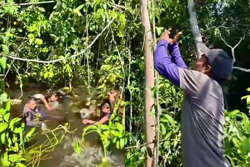 Colheita Diferente!: Jovens mergulham para apanhar bacuri direto ‘do pé’