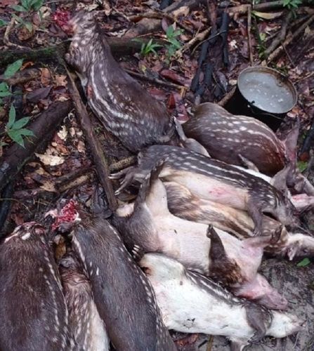 Massacre: Caçador que abatia animais silvestres é indiciado pela polícia