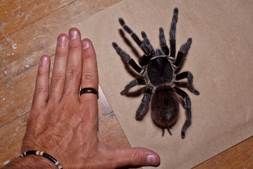 Meme: Aranha Caranguejeira passeia de carro e viraliza nas redes sociais 