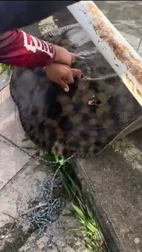 Macapá: Homens comemoram captura de arraia gigante