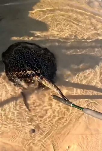 Vai entrar na água? Veja os alertas sobre o risco de ferroadas de arraia