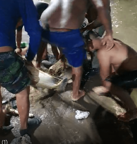 Arrastão no lago: Redes de pesca são apreendidas na Praça Floriano Peixoto