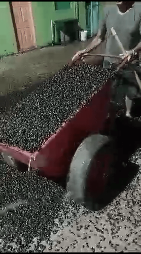 Besouros invadem o Amapá e são retirados "à pazada"