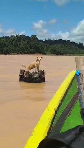 Cachorrinho ilhado é resgatado no meio do rio