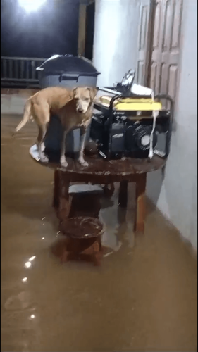 Serra do Navio: Chuvas fortes provocam transbordamento de igarapés e alagamentos nas casas