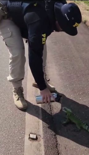 Camaleão ferido é resgatado em rodovia do interior do Amapá