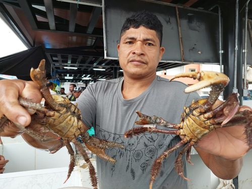 Defeso do caranguejo segue até o mês de abril