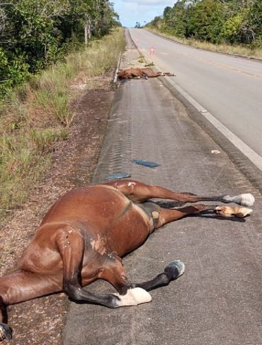 Mistério: o que aconteceu com cavalos mortos em rodovia do Amapá?