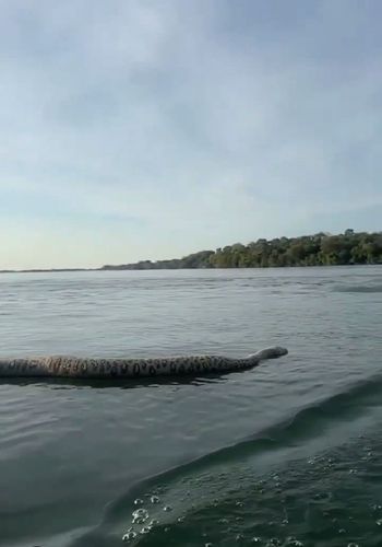Prima de cobra Sofia do Amapá é avistada em Tocantins