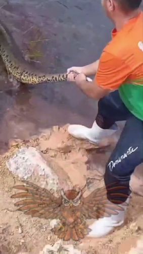 Sem noção: Jovem puxa com as mãos cobra gigante de igarapé