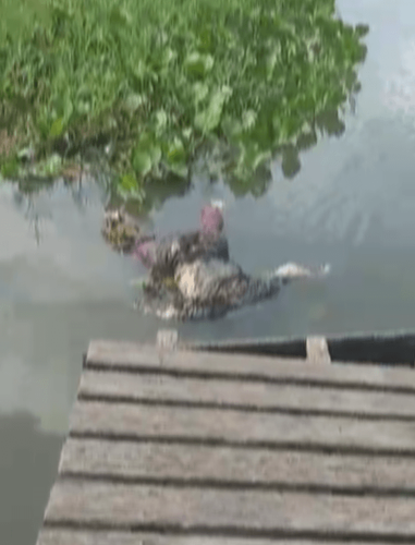 Laranjal do Jari: Corpo sem cabeça é encontrado por moradores do bairro Malvinas