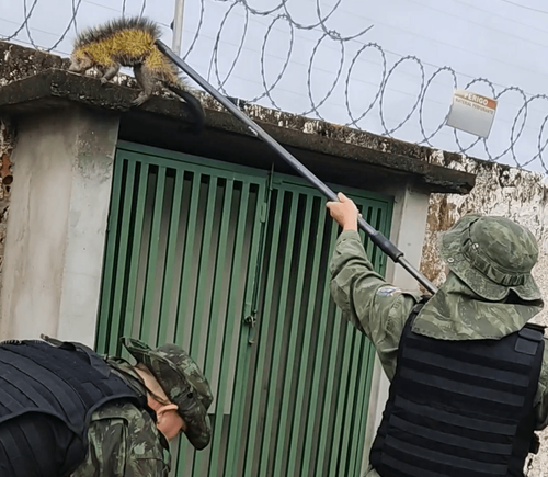  Porco-espinho se perde da mata e vai parar num condomínio na Zona Oeste