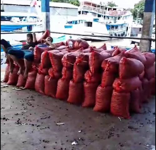 Atravessadores jogam fruto do açaí no lixo para impedir redução de preço