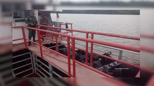 Batalhão Ambiental apreende gado transportado ilegalmente, no Bailique