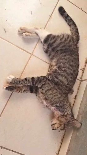 Mortes de gatos intrigam moradores de habitacional em Macapá