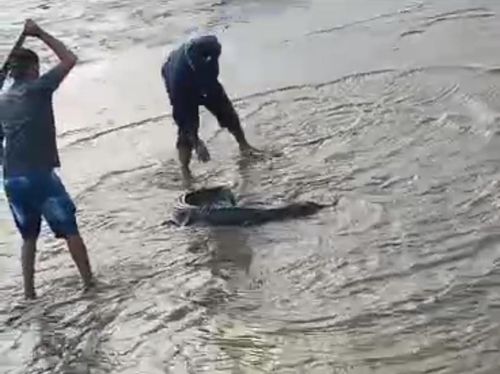 Matou para comer: PC considera crime ambiental morte de jacaré no Cidade Nova