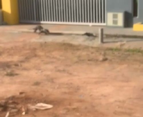 Ariranha e jacaré "visitam" bairro da Zona Norte de Macapá