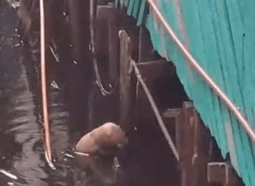 Macapá: Lontra Albina  surge em área de ponte no Congós