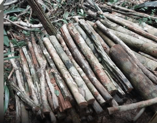 Descoberta de extração ilegal de madeira em área rural mobiliza Polícia Civil