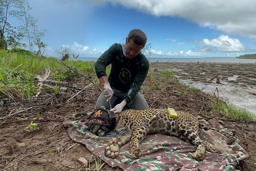 Pesquisadores querem descobrir o segredo das onças da ilha do Maracá