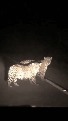 Vídeo de onças passeando em rodovia viraliza em grupos do Amapá. Checamos: não foi aqui