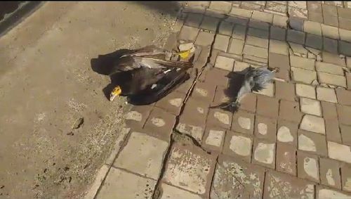 Macapá: Pássaros caem do céu no Congós