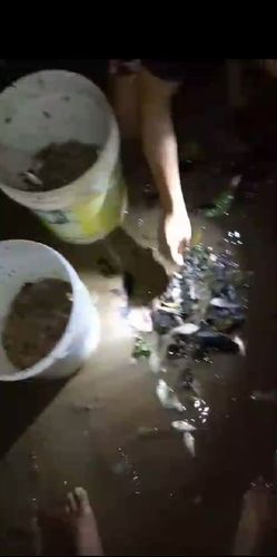 Respeito à natureza: Ribeirinhos aproveitam tudo que pescam