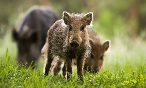 Serra do Navio: Momento fofo na  floresta 
