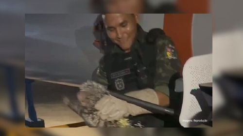 Porco-espinho é resgatado na orla de Macapá e solto na floresta