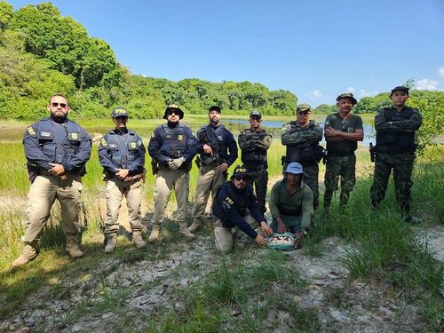 Crime Ambiental: Ovos de tracajá apreendidos são devolvidos ao habitat natural
