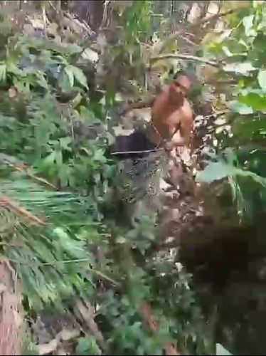 Homem cai de açaizeiro, pula muro e se livra de cachorro bravo