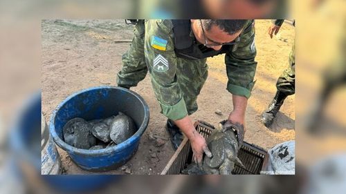 Homem chama a polícia e entrega quelônios que estavam em cativeiro