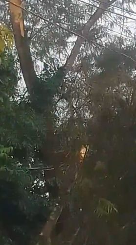 Macapá: Raio parte árvore ao meio na rodovia JP