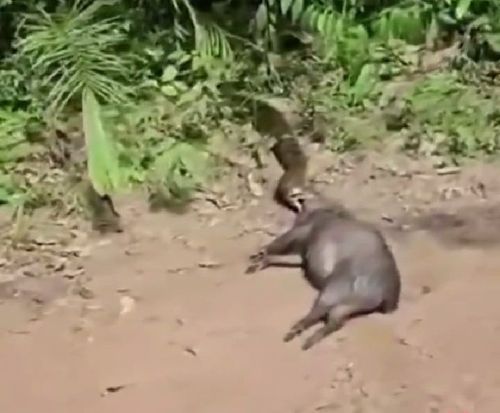 Sucuri é filmada levando porco para o almoço