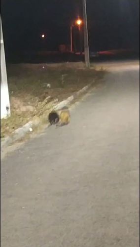 Tamanduás são flagrados em rua do Acquaville, em Santana