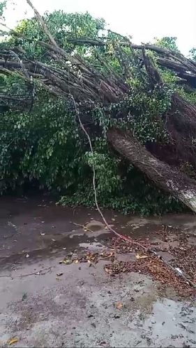 Susto: Ventos fortes arrancam árvores em Macapá